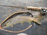 Guide-Curated Fly Selection